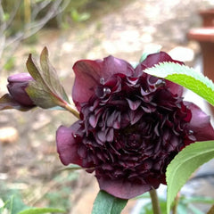 Mysterious Black Bark Double Petal Rose Seeds