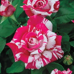 Rose red white Miniature Rose