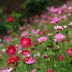 Monarch Butterfly Garden Seed Mixture