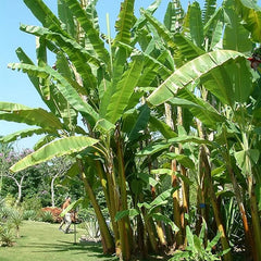 Musa Acuminata Banana Fruit Tree Dwarf Houseplant Sweet Fruit
