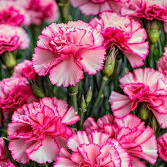 Pink Ombre Carnation Seeds