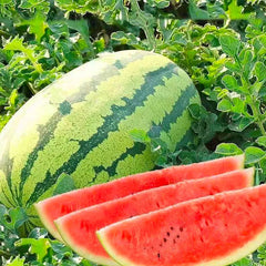 Lazy Seedless Watermelon