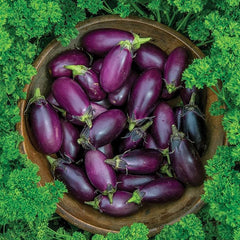 Patio Baby Eggplant Seeds