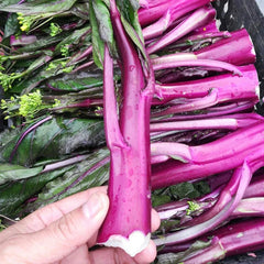 Beetroot Under The Snow Seeds