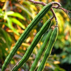 Drumstick Vegetable Seeds