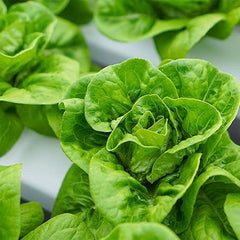 Little Gem Lettuce Seeds Grows Adorable Mini Romaine Lettuce Heads Vegetable Seeds for Planting