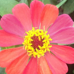 Mixed Zinnia Flower Seed Plant