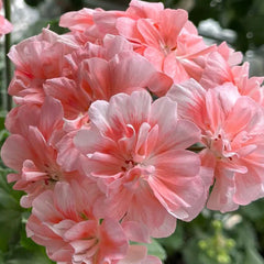 Pink Apple Blossom Geranium Seeds