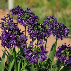 Agapanthus africanus 'Black Jack'