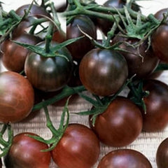 Vegetable Black Cherry Tomato For Planting Non GMO