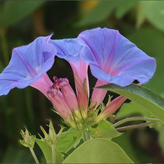 Morning Glory Seeds for Planting, Mixed Color Ipomoea Nil Seeds Heirloom Vine, High Germination Rate Open Pollinated Seeds