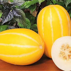 Korean Melon Seeds Chamoe Yellow White Oriental Japanese Cantaloupe