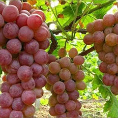 Grape Seeds Vine Fruit Seed Fruit Plant Home Garden Non-GMO