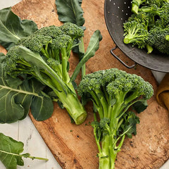 Broccoli, Sun King Hybrid