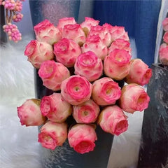 Pink Mountain Rose Succulent
