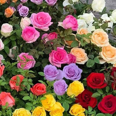 Mixed Color Rose Combination Seeds