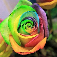 Rare Multi Colorful Rainbow Rose Flower Seeds