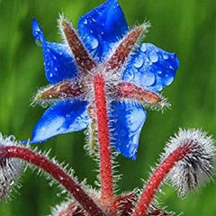 Borage Seeds - Starflower - Heirloom Non-GMO Herb Seeds for Planting an Herb Garden Borago Officinalis