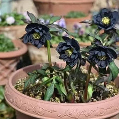 Christmas Rose-Black Hellebore