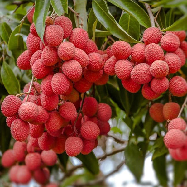 Lychee Tropical Fruit Seeds for Planting Outdoor  Exotic Fruit for Plant Indoor Bonsai Tree