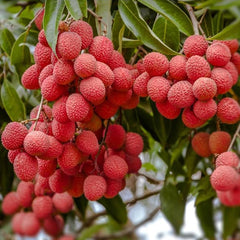 Lychee Tropical Fruit Seeds for Planting Outdoor  Exotic Fruit for Plant Indoor Bonsai Tree