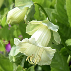 Perennial Mixed Cobaea Cupb Saucer Vine Flower Seeds