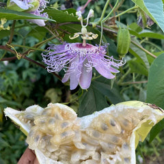 Purple Passionflower / Maypop
