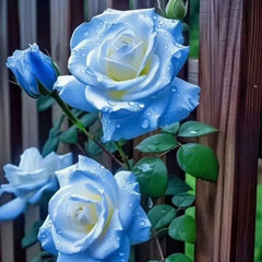Broken Ice Blue Rose Seeds - Rare