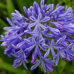 Agapanthus africanus 'Black Buddhist'
