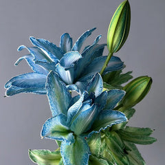 Double Blossom Lily
