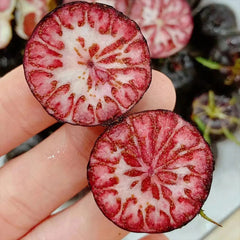 Small Version Of Pumpkin-Red Ginseng Seeds
