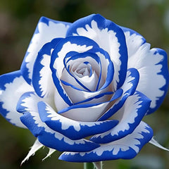 Blue White Roses Seeds:A Delightful Blend of Elegance and Serenity