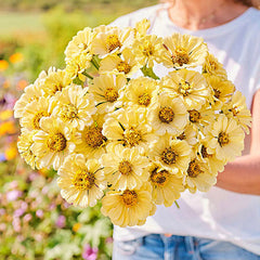 Isabellina Zinnia Flower Seeds