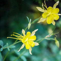 Columbine Seeds Aquilegia Seeds Bright Yellow Perennial Attract Butterflies　