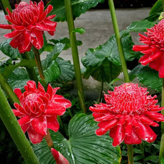 Porcelain rose seeds Etlingera elatior Torch Ginger