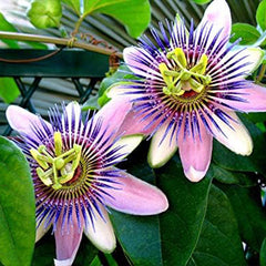 Seeds Passionflower Purple Beautiful Exotic Flower Perennial Outdoor Garden Cut Flowers for Planting Non GMO