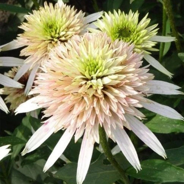 Pink Lemonade Coneflower Seeds - Rare Pink & Green Hardy Perennial Pollinator Flower