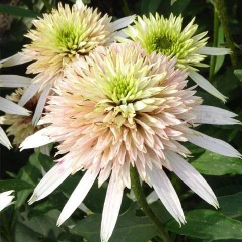 Pink Lemonade Coneflower Seeds - Rare Pink & Green Hardy Perennial Pollinator Flower