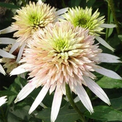 Pink Lemonade Coneflower Seeds - Rare Pink & Green Hardy Perennial Pollinator Flower