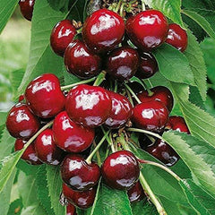 Bonsai Dwarf Cherry Tree Seeds Indoor or Outdoor Fruit Tree