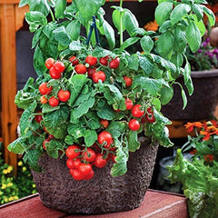 Dwarf Red Robin Tomato Seeds, Sweet, Low Acid, Determinate, Open-Pollinated, Delicious