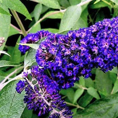 Mixed Colors Butterfly bush Buddleia Davidii Flower Shrub Seeds