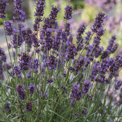 Lavender, Super Blue PPAF