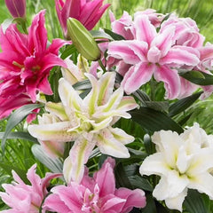 Oriental Perfume Lily Seeds