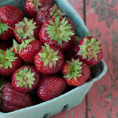 Purple Wonder Strawberry Seed  Rare Dark Strawberry Sweet Juicy Fruit Gardening