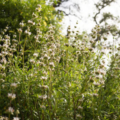 Black Sage