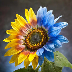 Twin-Blossom Half Blue, Half Yellow Sunflower
