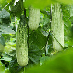 Cucumber, Dragon Suhyo Hybrid