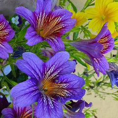 Chilean Morning Glory Seeds for Stunning Garden Flowers