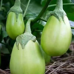 Eggplant Vegetable Seeds